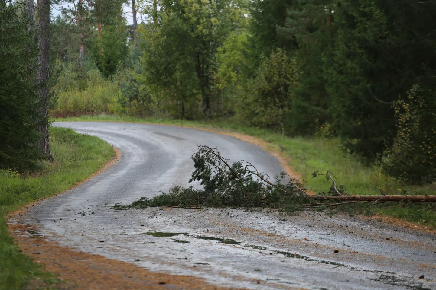 Murdunud puu Võru vallas Kubija-Roosisaare teel 7. oktoobril.