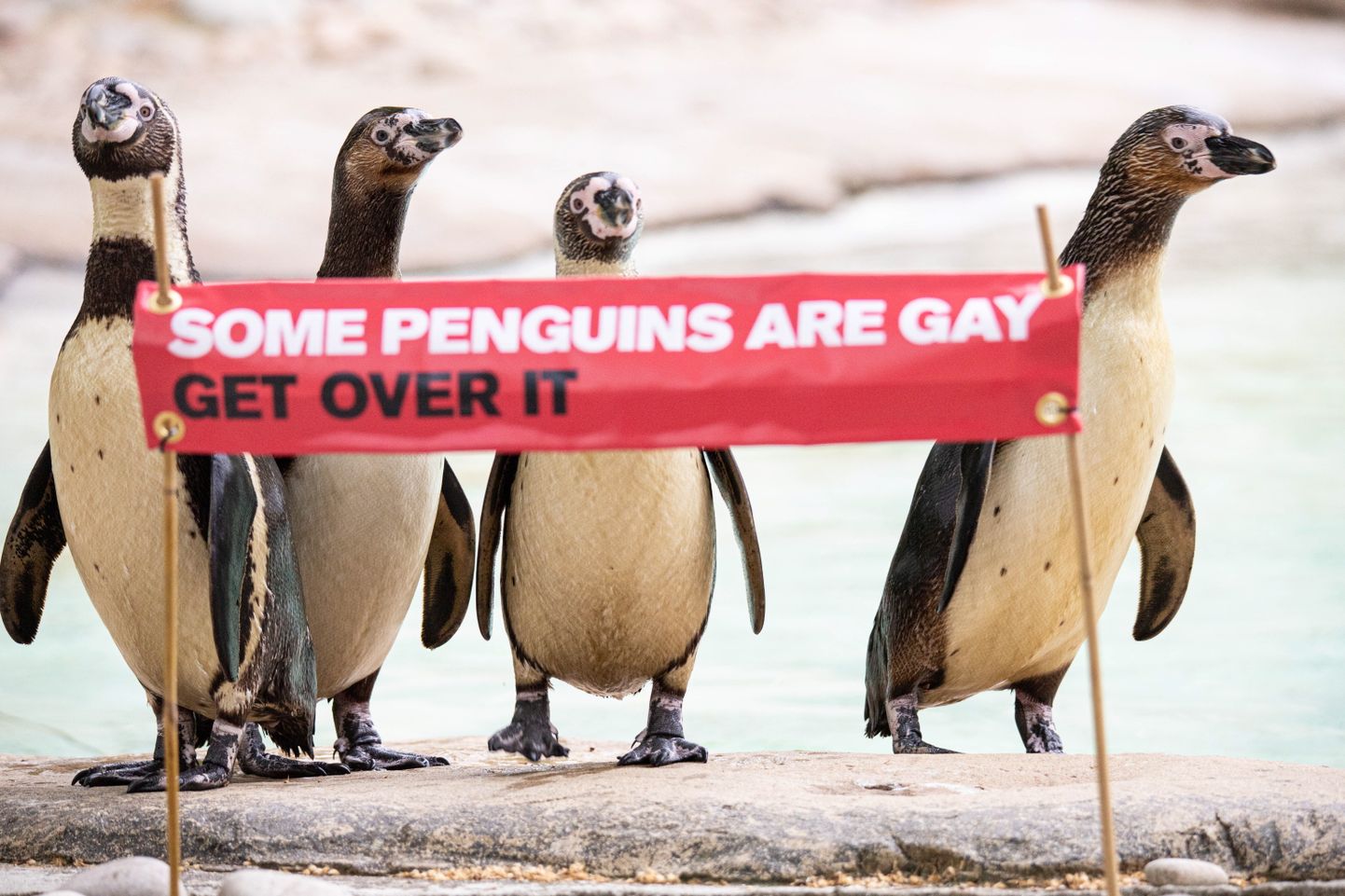 Londonas zoodārza slavenākais geju pāris - pingvīni Ronijs un Redžijs.