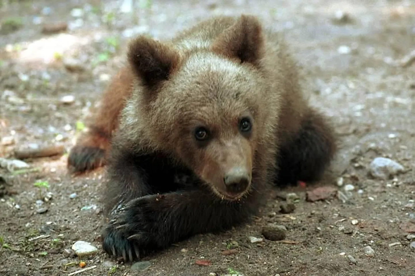 Pildil olev karupoeg ei ole juhtumiga seotud..