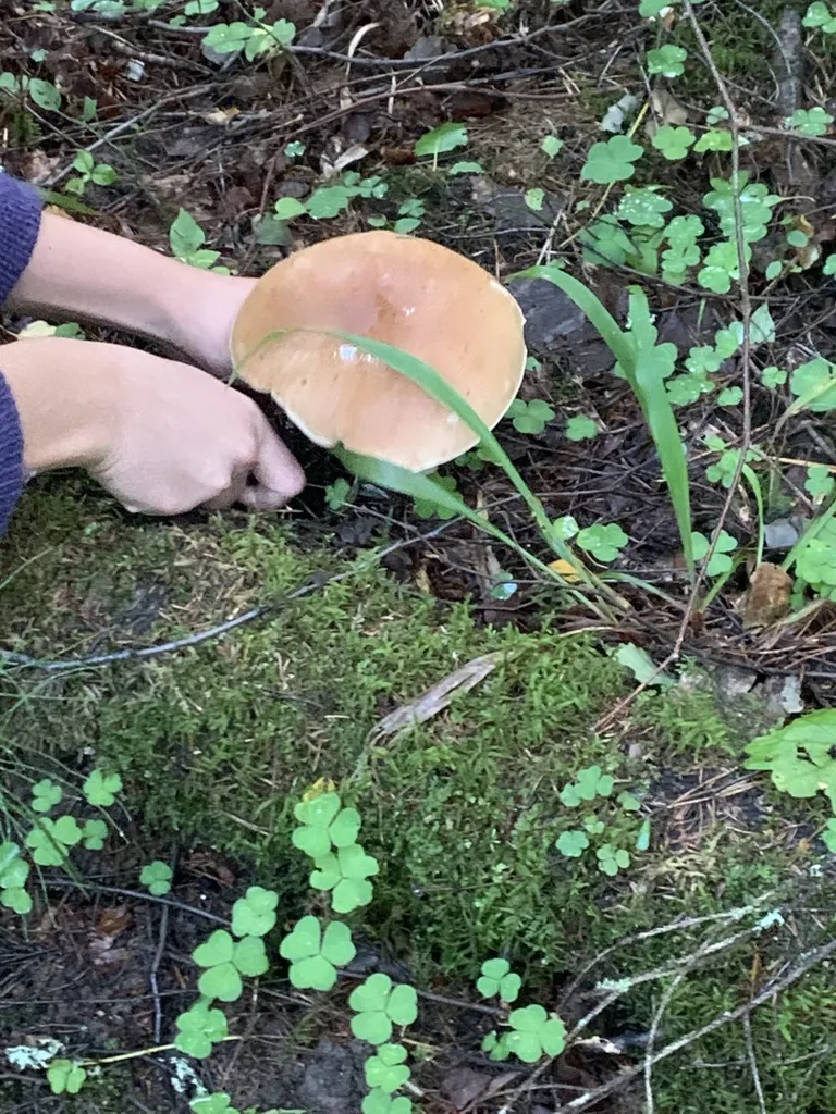 Kivipuravik kui saiakukkel.