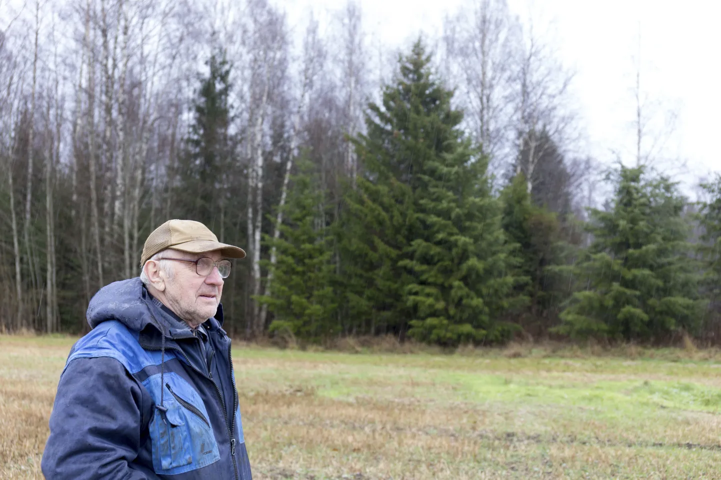 Viljandi jõulupuu tuuakse Võlli külast Tiit Toobali maalt.