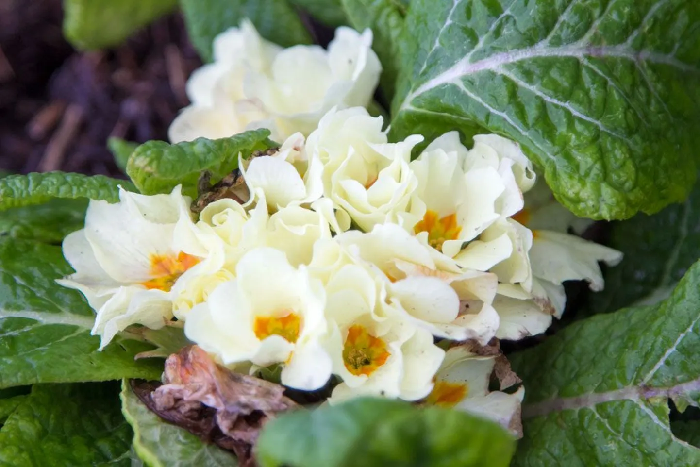 Õitsev priimula jaanuari alguses