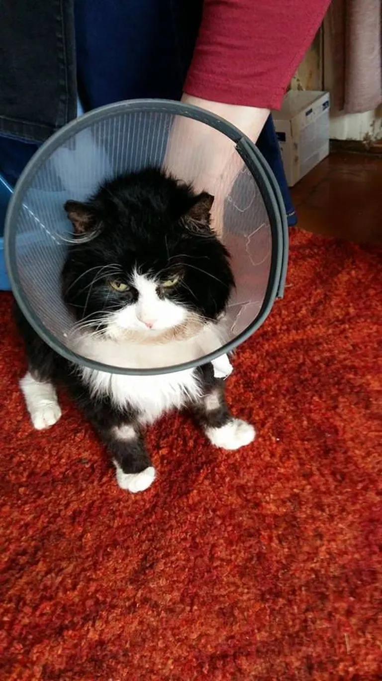 Pusa pärast operatsiooni. Foto:
