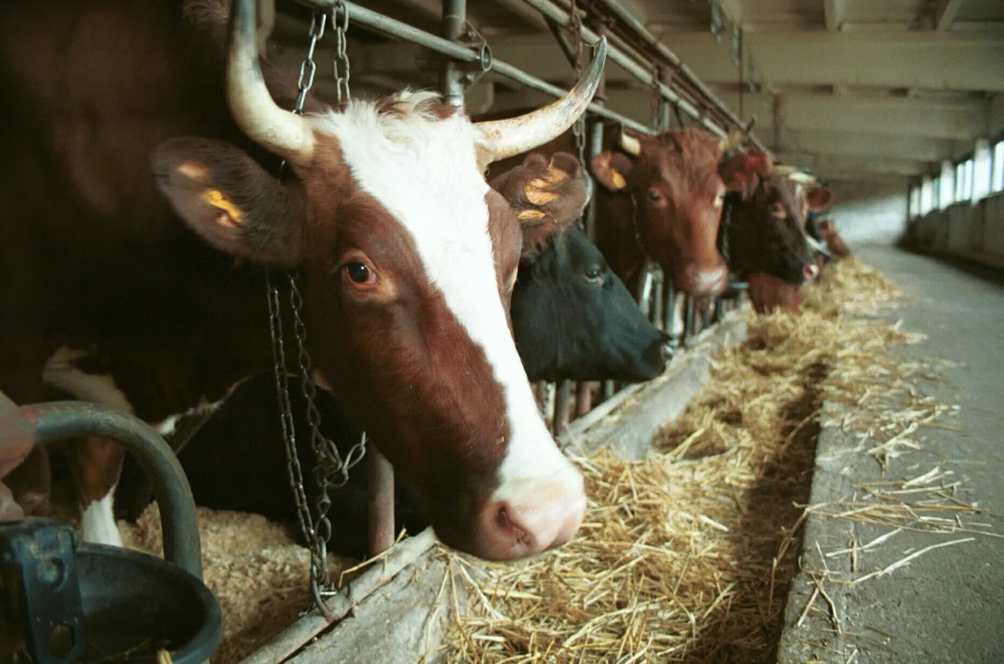 OÜ Melmilk farm.