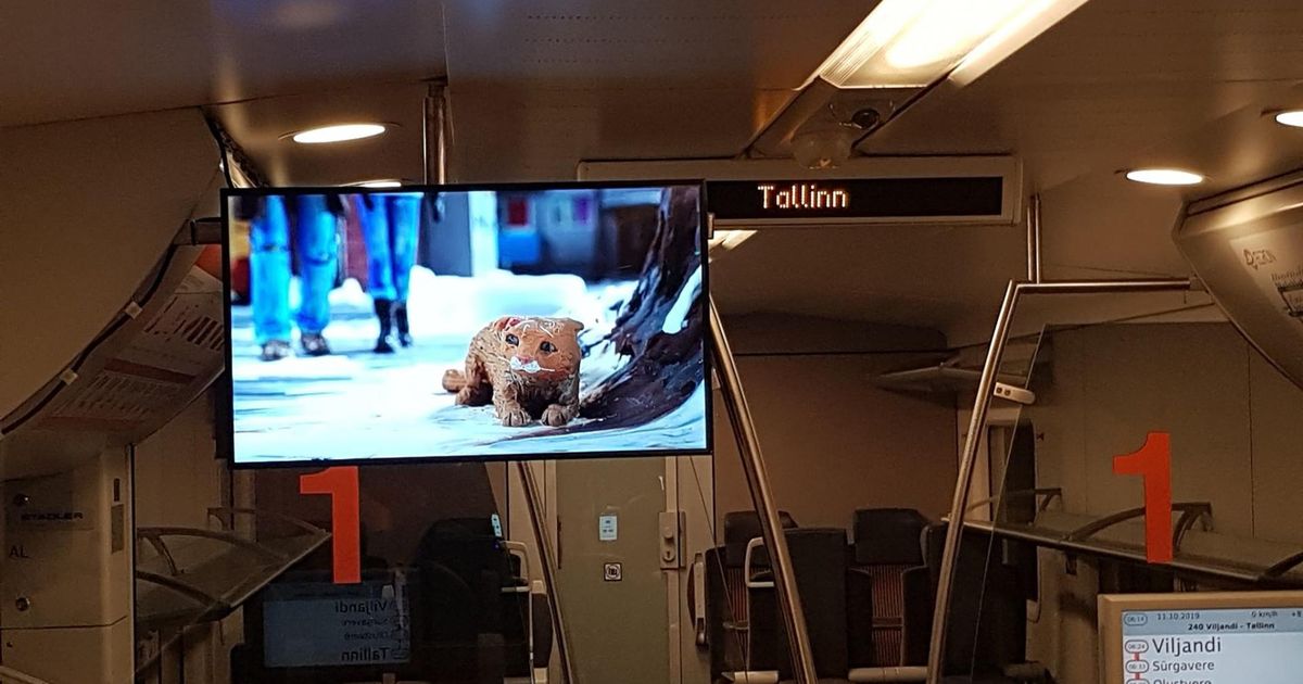 Rongis näeb multifilme
