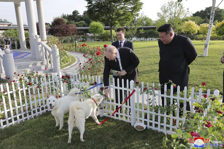 Kim Jong-un esitleb Vladimir Putinile Pungsani koeri tänavu juunis.