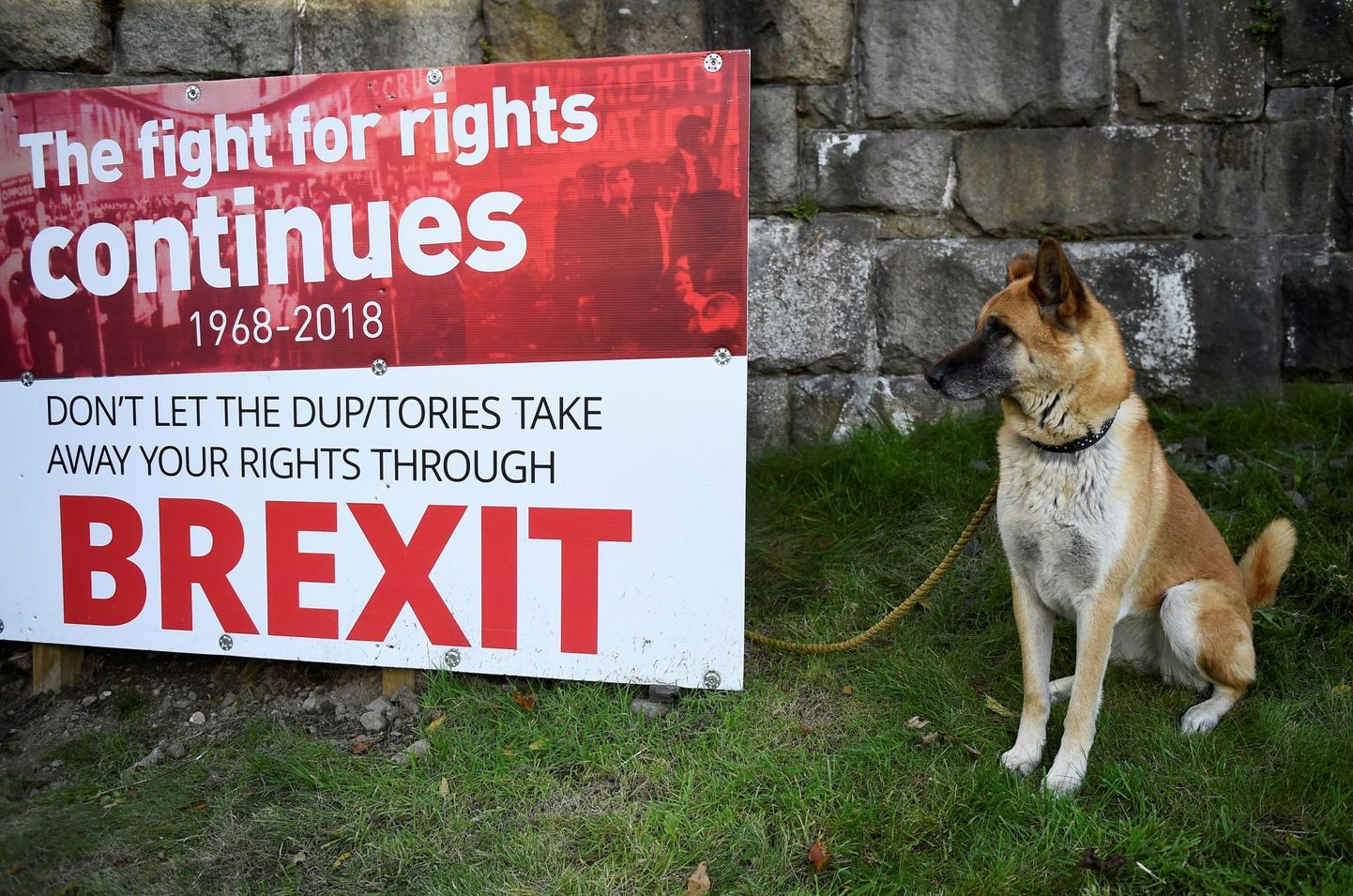 Koer valvamas Brexiti-vastast plakatit Iiri Vabariigi ja Põhja-Iirimaa piiril.