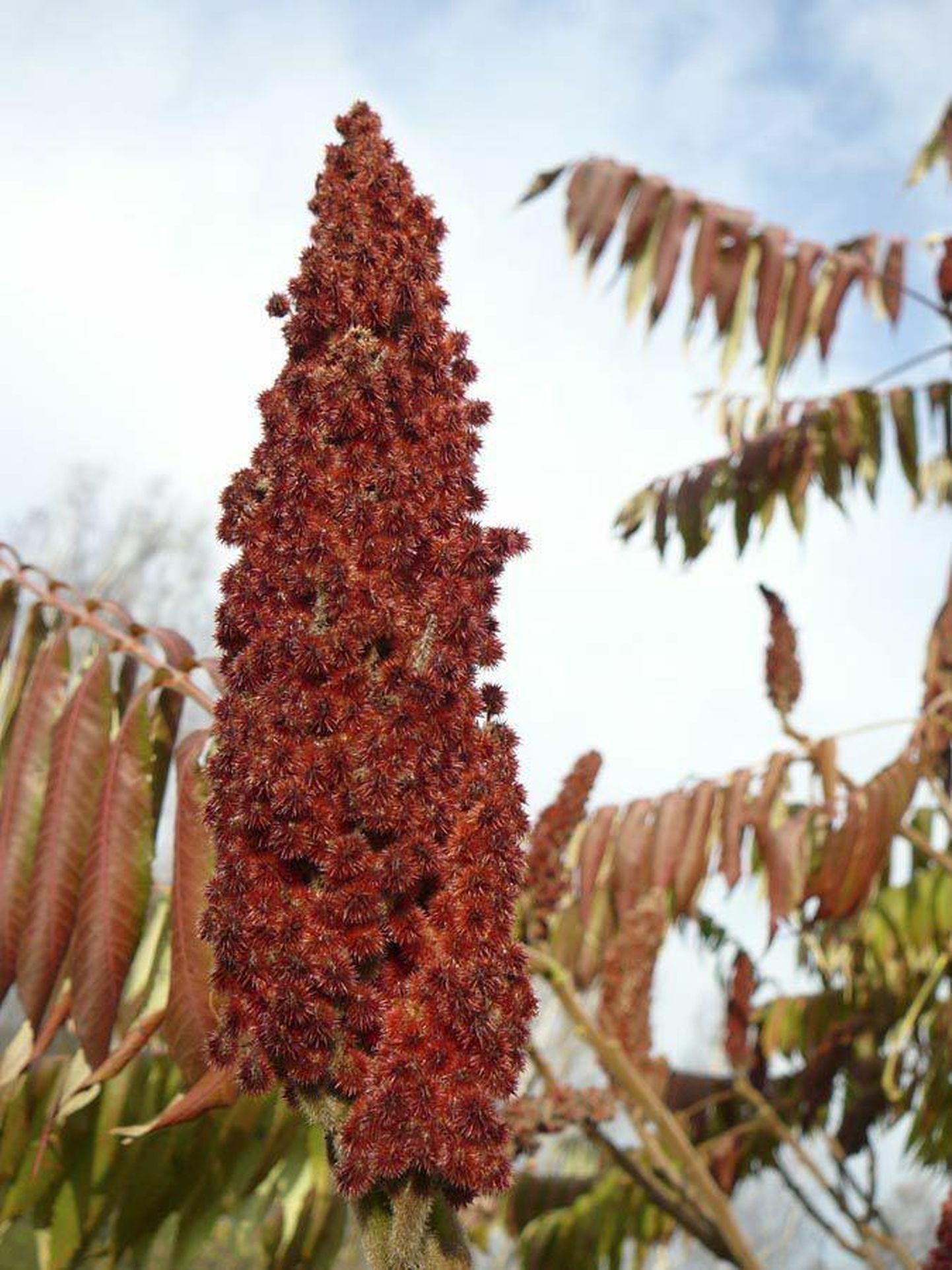 Äädikapuu võib kasvada üsna kõrgeks. Sügisel kaunistavad seda punased püstised viljapöörised, mis püsivad kevadeni.