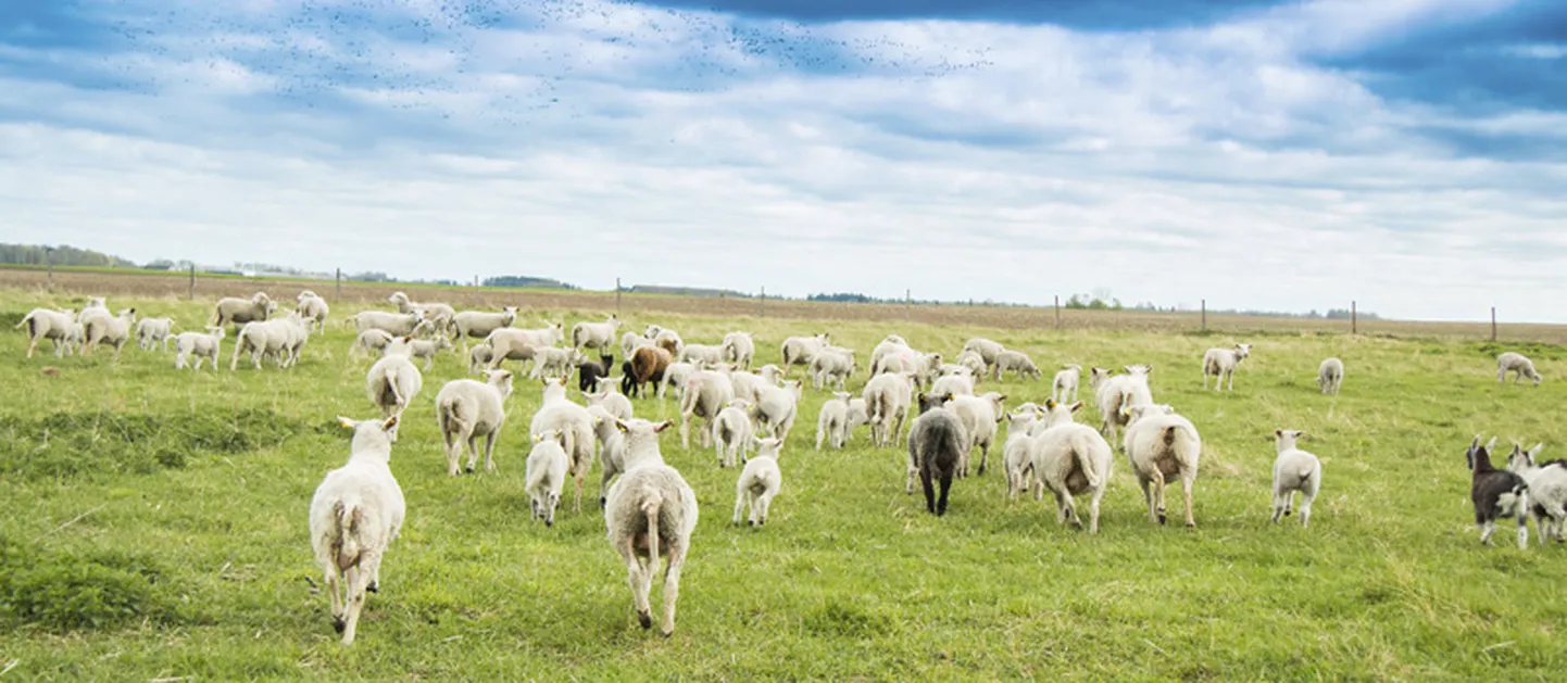 Veel on lambad rahulikud, kuid õige pea pääseb Junts karjamaale ning lahti läheb tõeline lambarodeo.