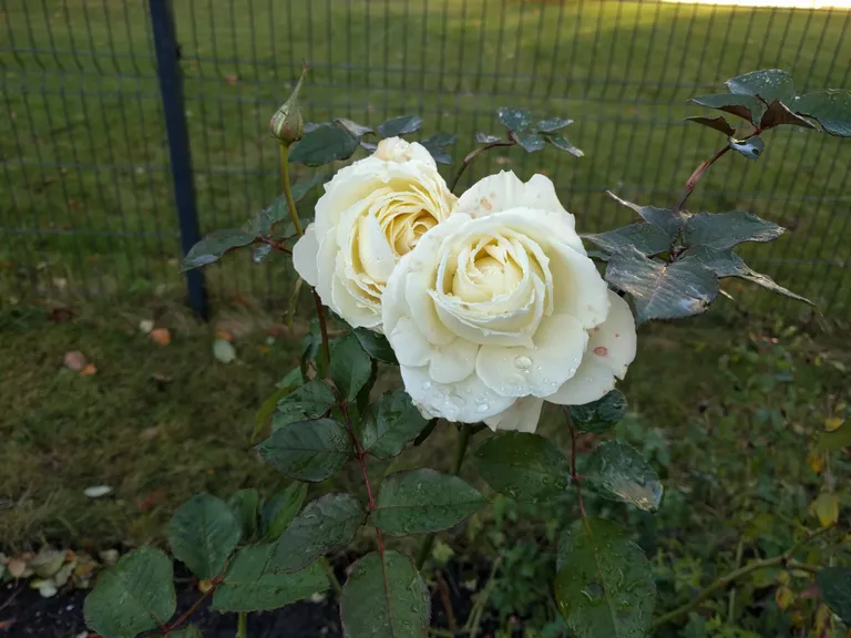 Artikli foto