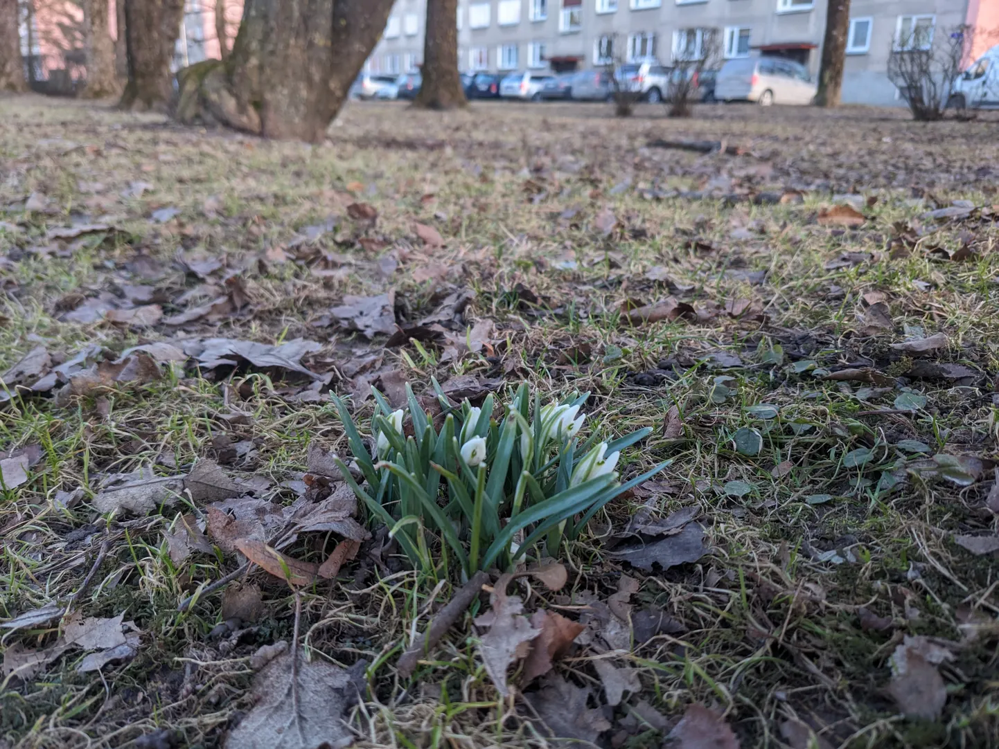Esimesed lumikellukesed kuulutavad kevade tulekut