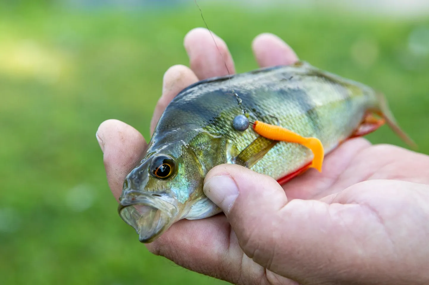 Ahven kalastaja konksu otsas