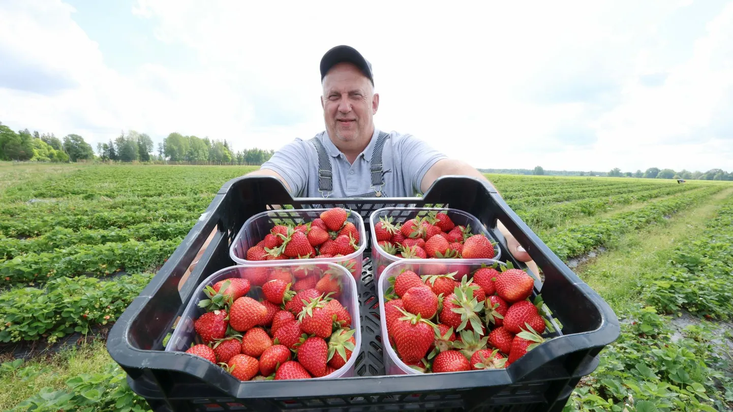 Madise talu peremees Madis Pennar kasvatab ja turustab Utsu Mari kaubamärgi all mitmesuguseid marju. Tänavu valmisid esimesed maasikad erakordselt vara.