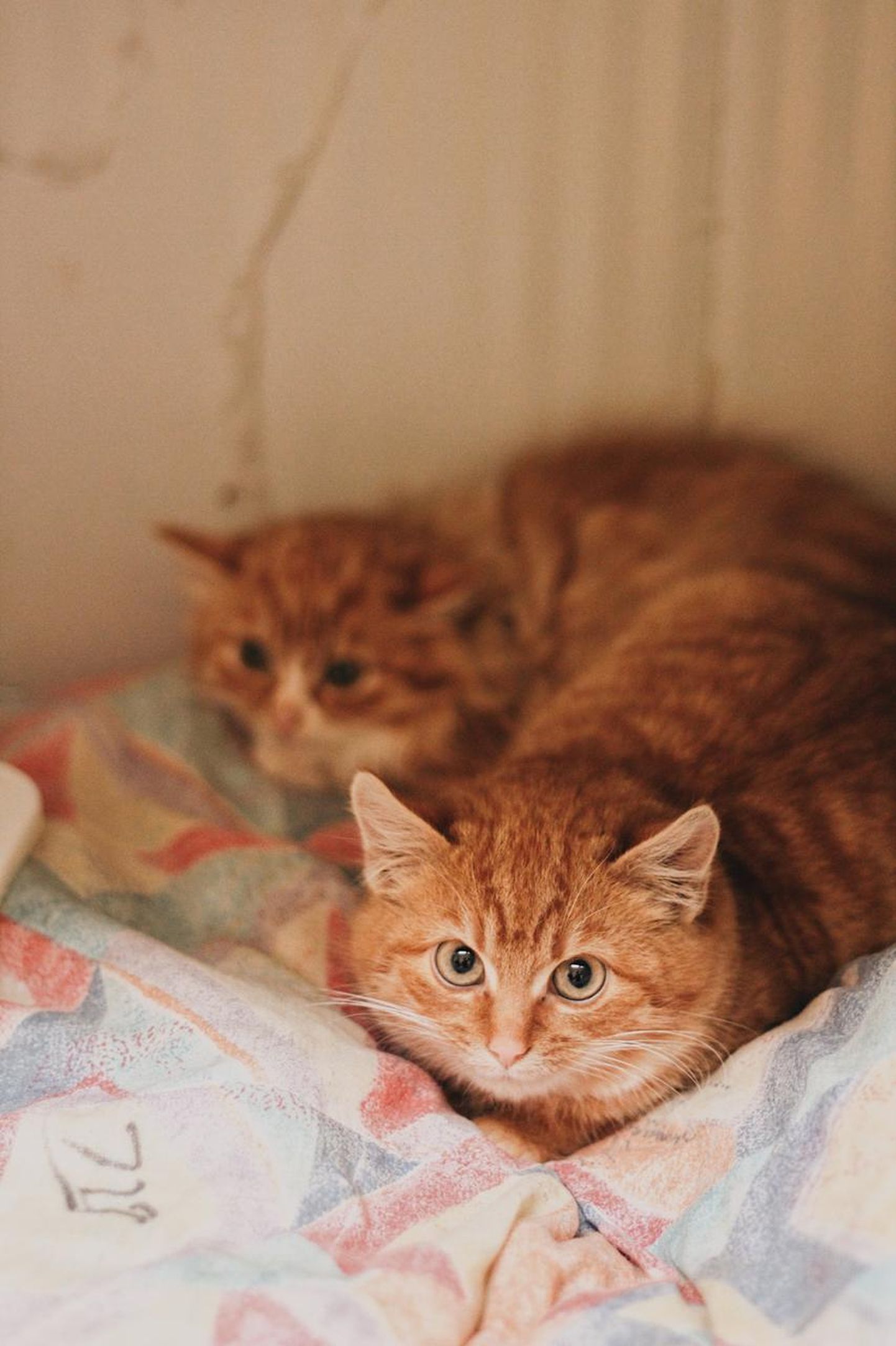 Asso on üks sadadest kassidest, kes Varjupaikade MTÜ hoole all kodu ootavad