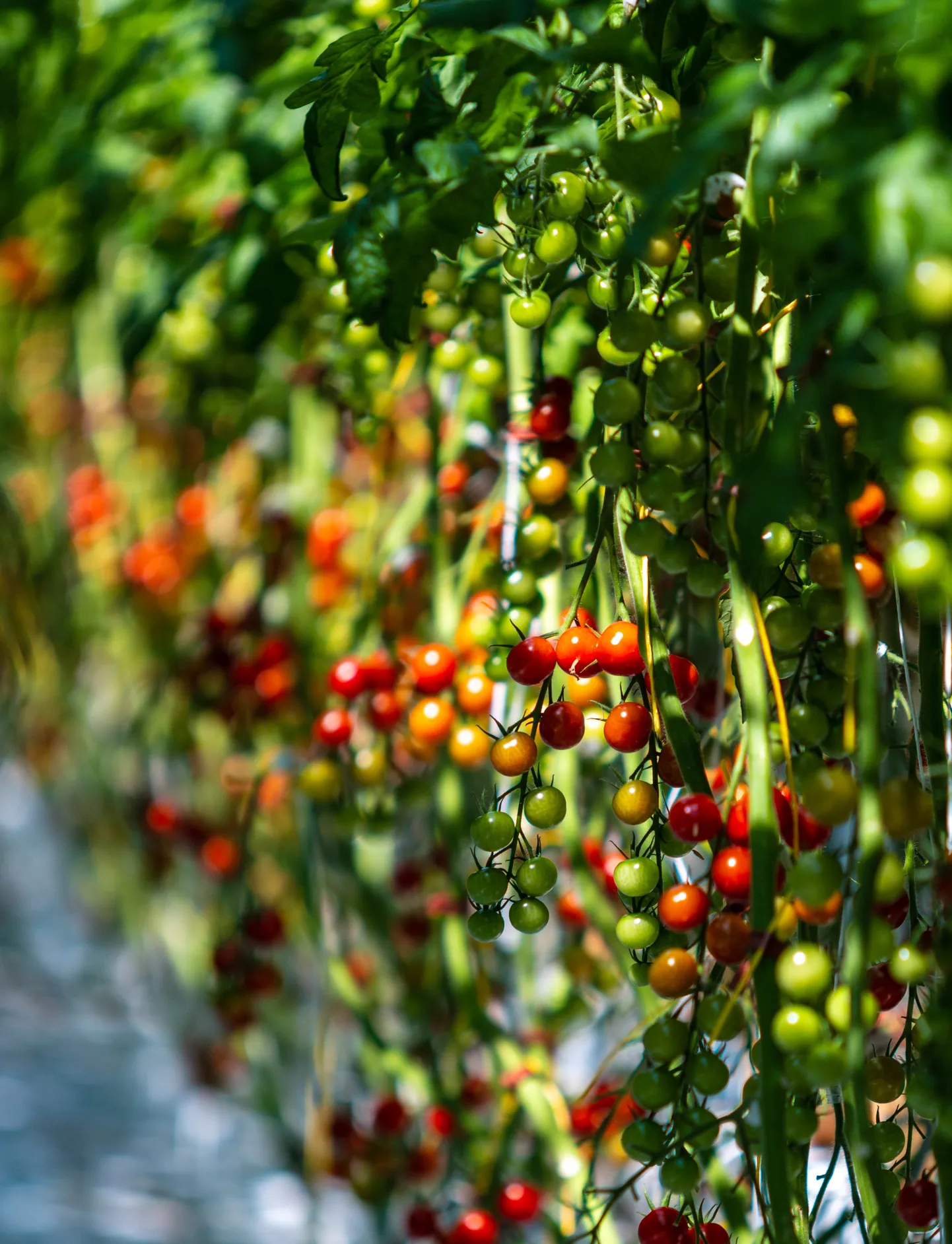 Tomatite kasvatamine