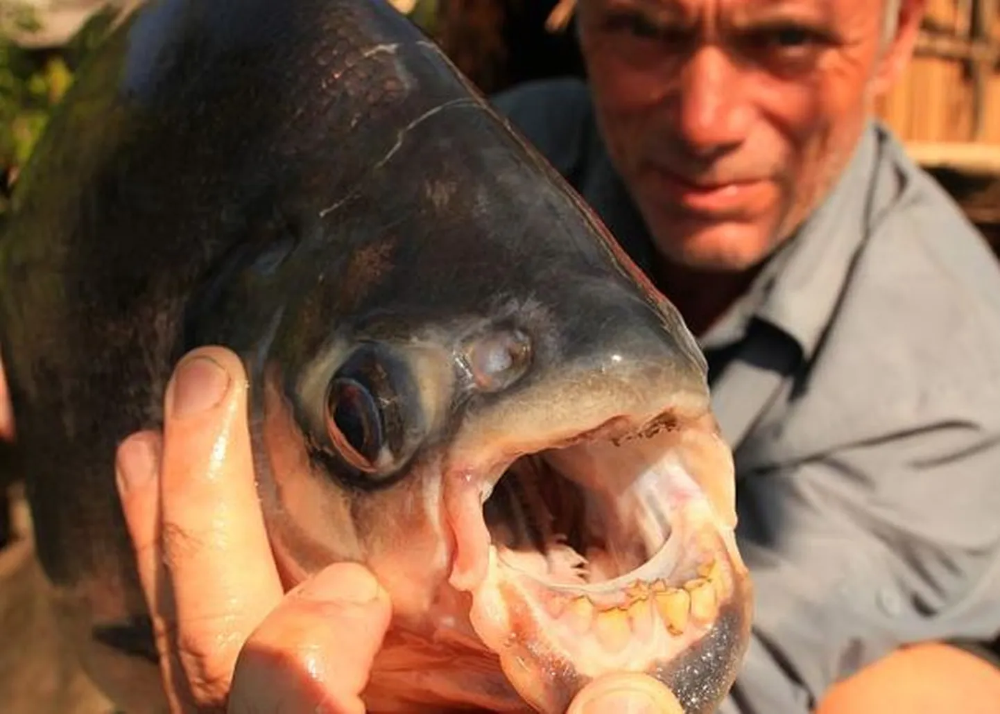 Mylenus pacu