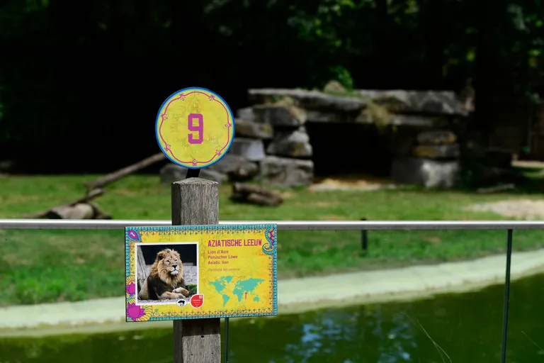 Lõvipuur Planckendaeli loomaaias neljapäeval.