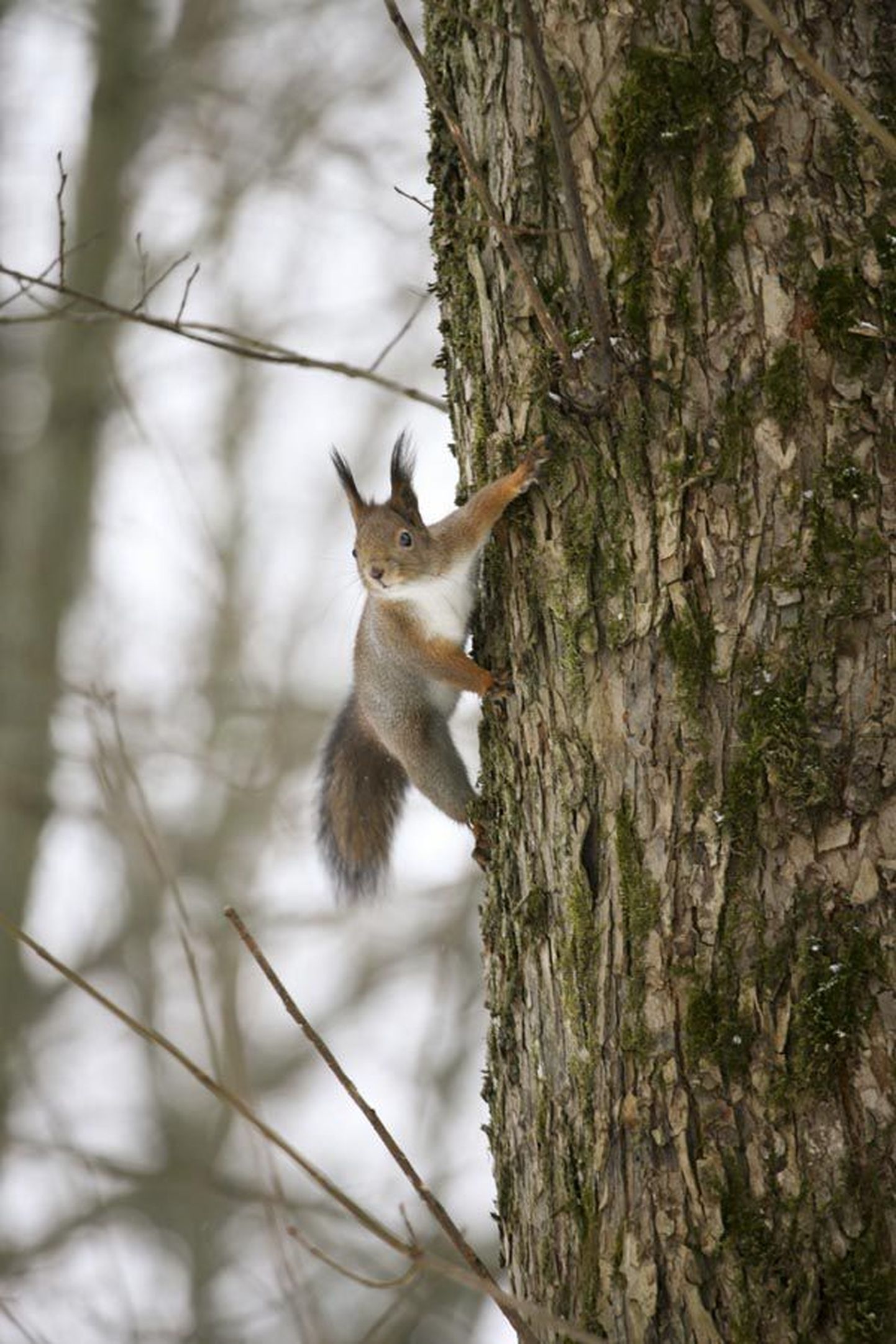 Orav on tüüpiline puuelanik. 
Tema pikkadel varvastel on kõverad küünised, mille abil ta suudab puudel väga kiiresti liikuda ja ühelt oksalt teisele hüpata.