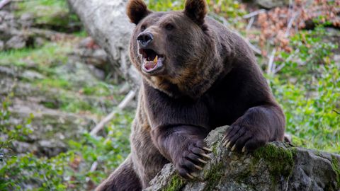 Japānā lāču uzbrukumos pusgada laikā gājuši bojā septiņi cilvēki