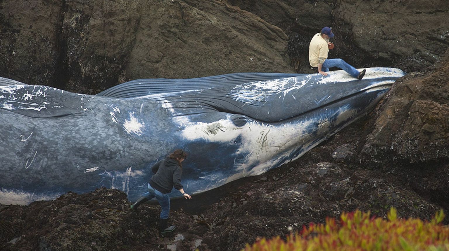 Самый большой кит Размеры