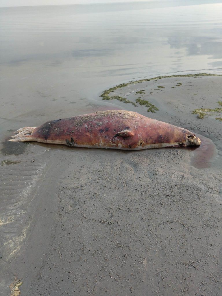 Тело животного на пляже Пярну.