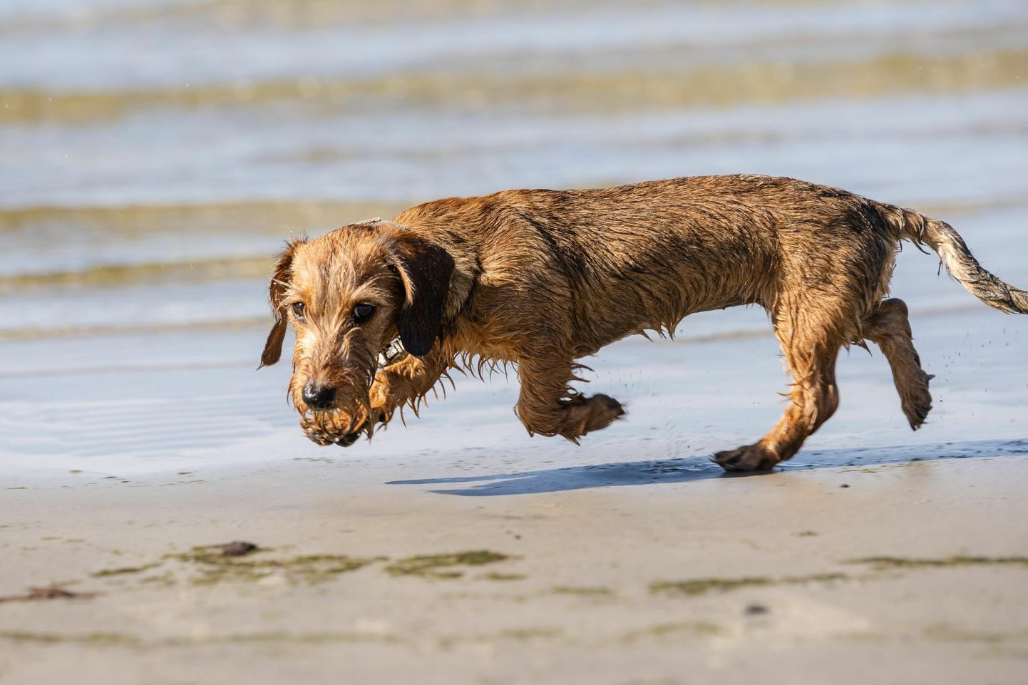 Собака летом на пляже. Фото иллюстративное.