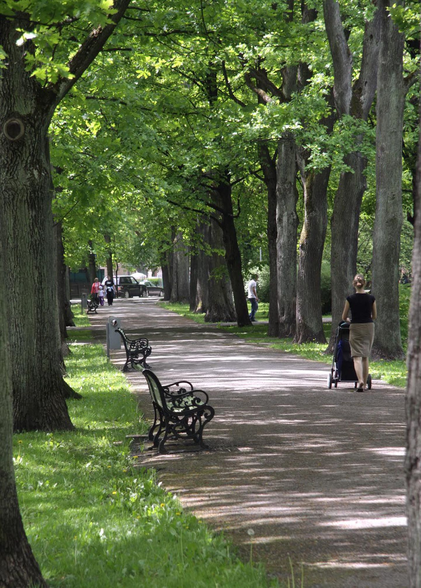 Alleed on Pärnu pärisosa, milleta on suvepealinna raske ettegi kujutada, ent puud ei ole igavesed.