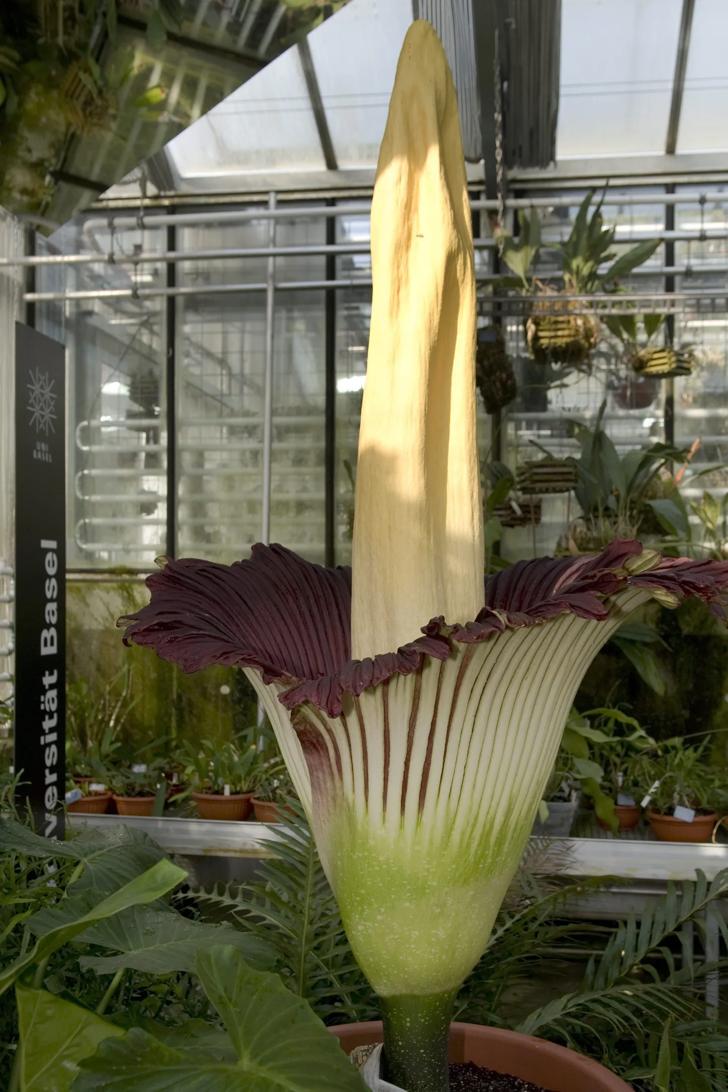 Amorphophallus titanum Baseli botaanikaaias