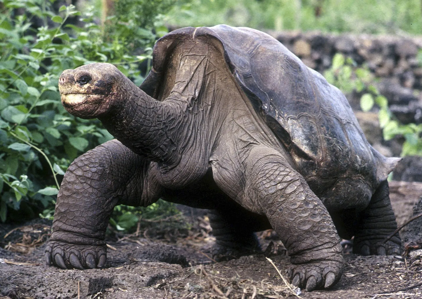 Galapagose hiigelkilpkonn George