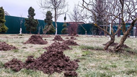 AEDNIKUD HOIATAVAD: tänavu on mutte tavapärasest rohkem