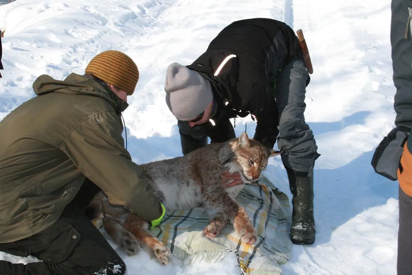 Lõksu langenud ilves sai uinutava süsti, seejärel jäi ta mõneks päevaks karantiini, homme algab tema sõit Poola metsadesse.