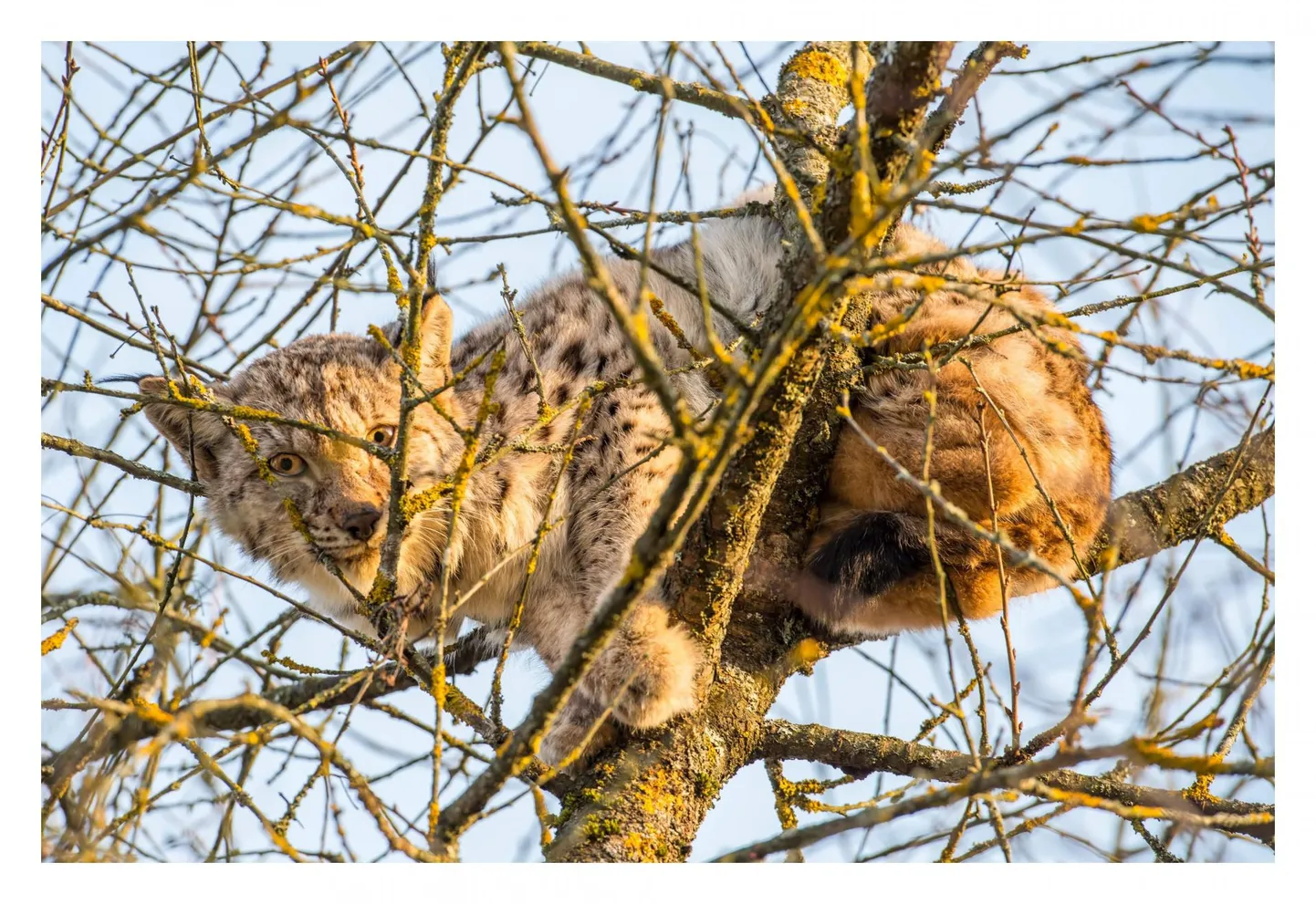 Ilves. Foto on illustratiivne.
