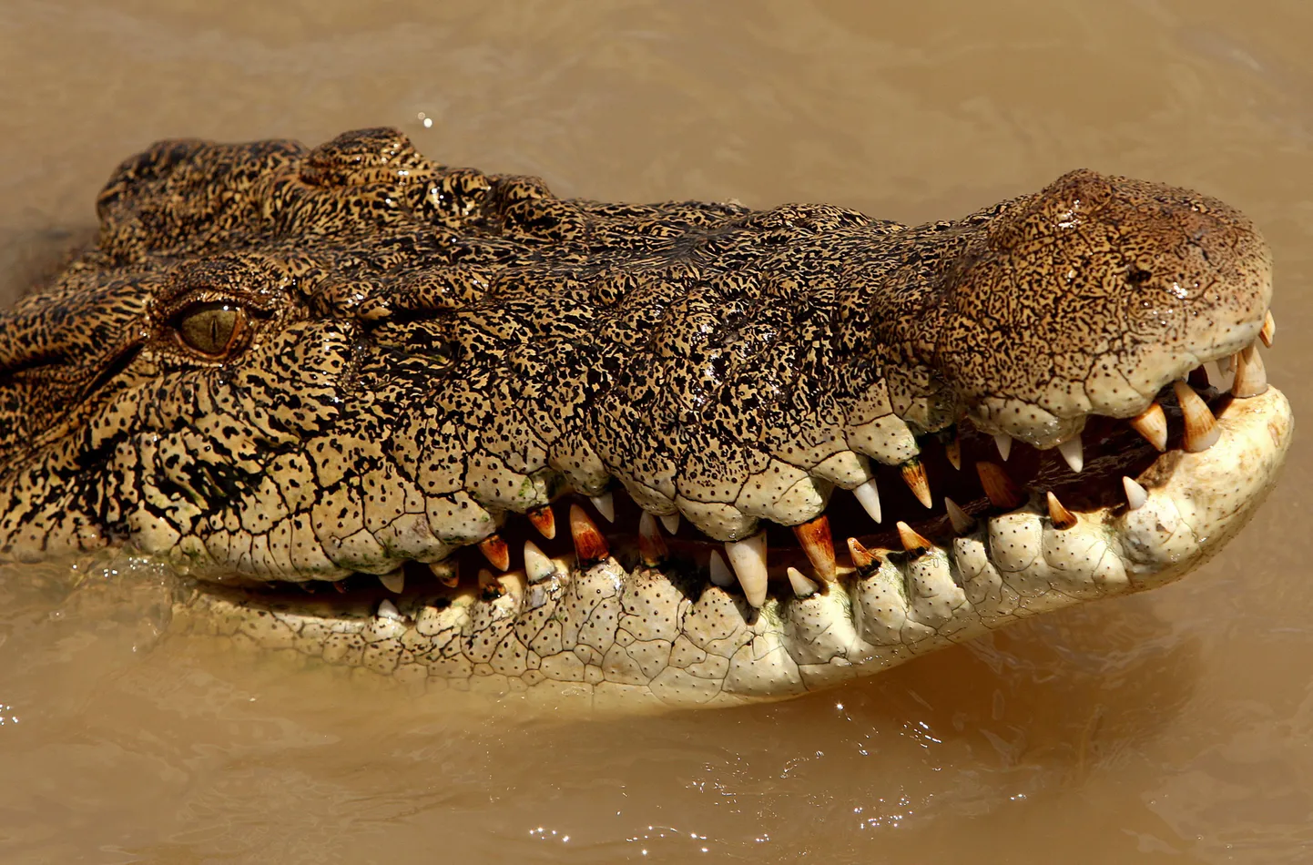 Гребнистый крокодил. Иллюстративное фото.