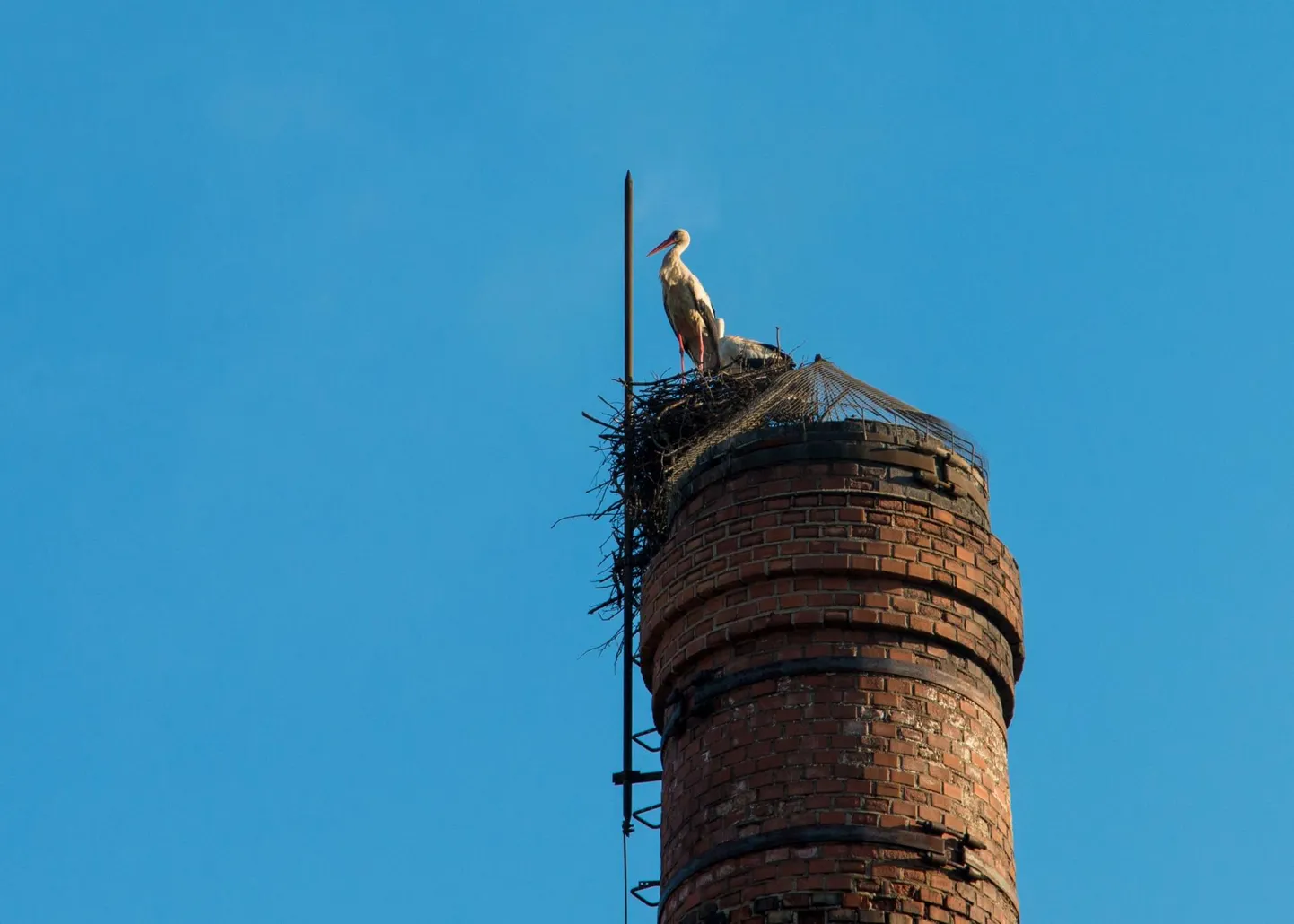 Nii mõnegi vana korstna otsa võivad kured rahulikult pesa teha, kuid ELi keskmisest tasemest jäävad meie ettevõtted kliimamuutuseks valmistumisel veel kaugele.