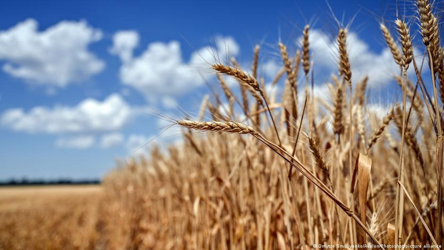 Пшеничное поле в Запорожье