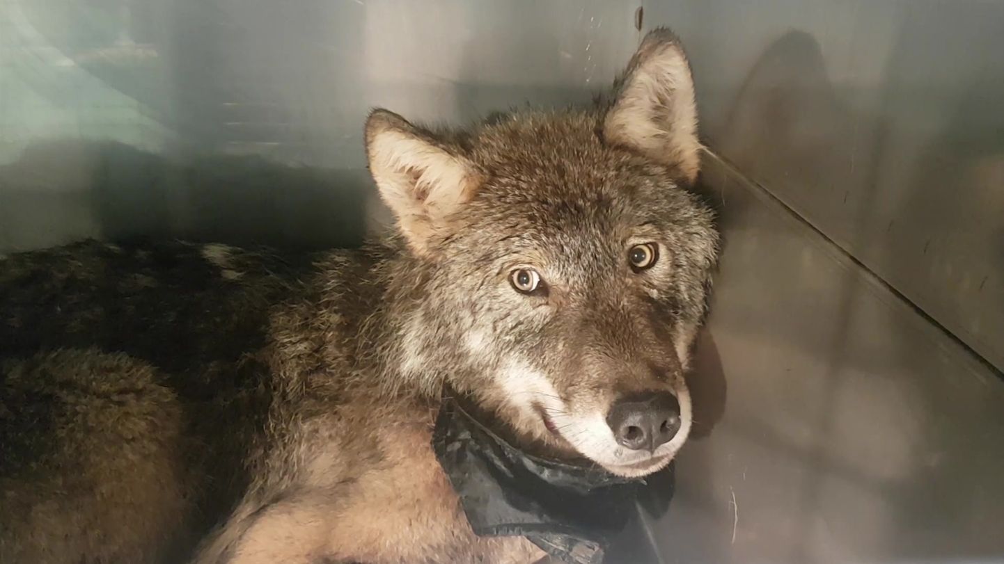 Rescued wolf.