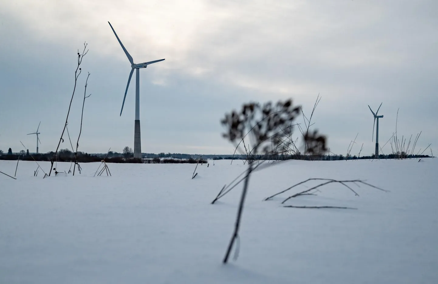 Paikuse tuulepargi planeerija tahab lepingust loobuda, kuna ei linnavalitsus ega arendaja ole mitu aastat projekti vastu huvi ilmutanud.