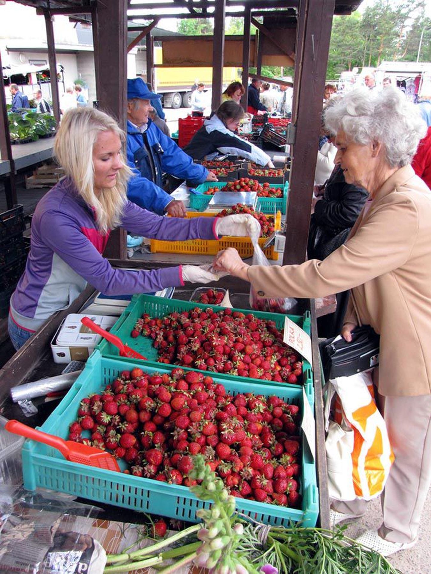 Ilusaid maasikaid pakkus eile Viljandi turul Kairi Karuse Väike-Taki talust, tema taga paistev Herbert Kadak ei saanud samuti ostjate puuduse üle kurta.