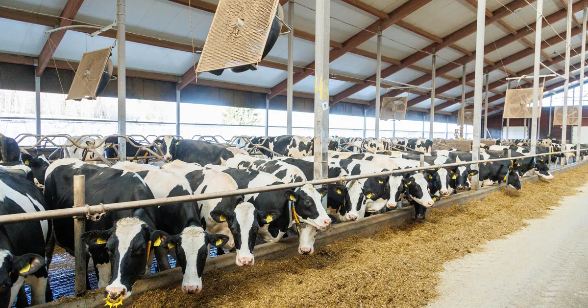 Tänavused lepingud sünnivad Eesti piimatootjatel närvilises õhkkonnas, sest E-Piima keeruline seis ja piima rohkus turul suruvad hinna alla. E-Piima Tootmisest 