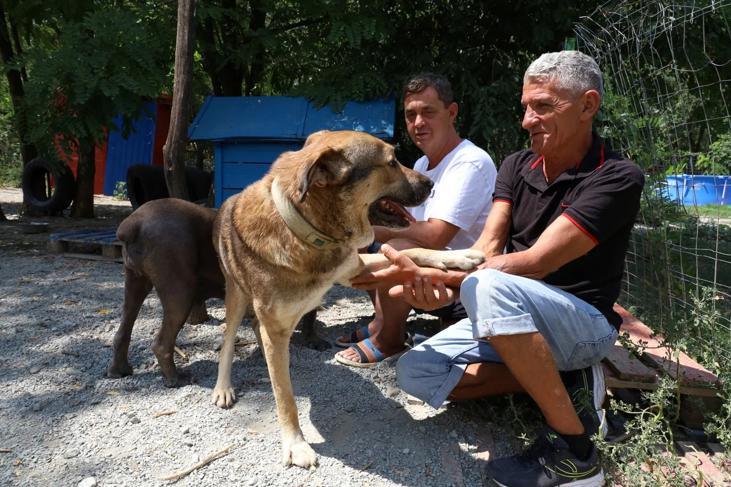 Priština koerte varjupaiga asutajad mängimas tänavalt päästetud koeraga.