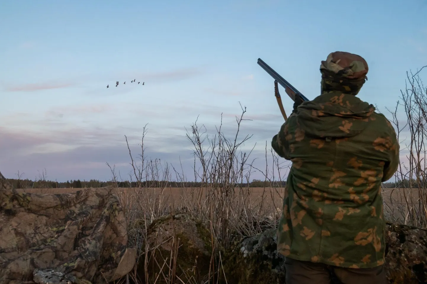 Möödunud aasta kevadel lasti põldudel 664 suur-laukhane ja valgepõsk-laglet. Sel kevadel lubas keskkonnaamet heidutusjahti erandkorras osas maakondadest, ornitoloogiaühingu vaide peale peatas Tallinna halduskohus keskkonnaameti korralduse.
