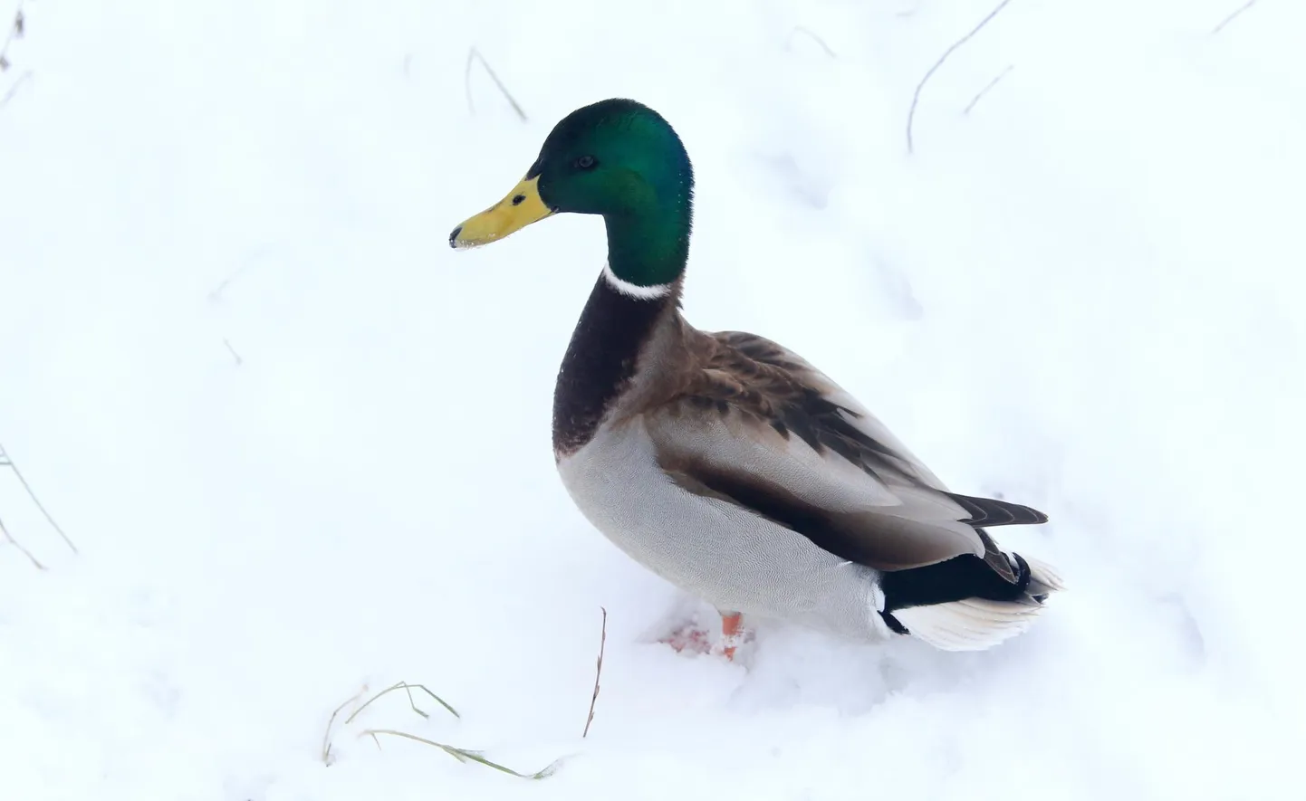 Ehkki sinikael-pardid on rändlinnud, jääb pea kolmandik neist siia lahtise vee lähistele talvituma.