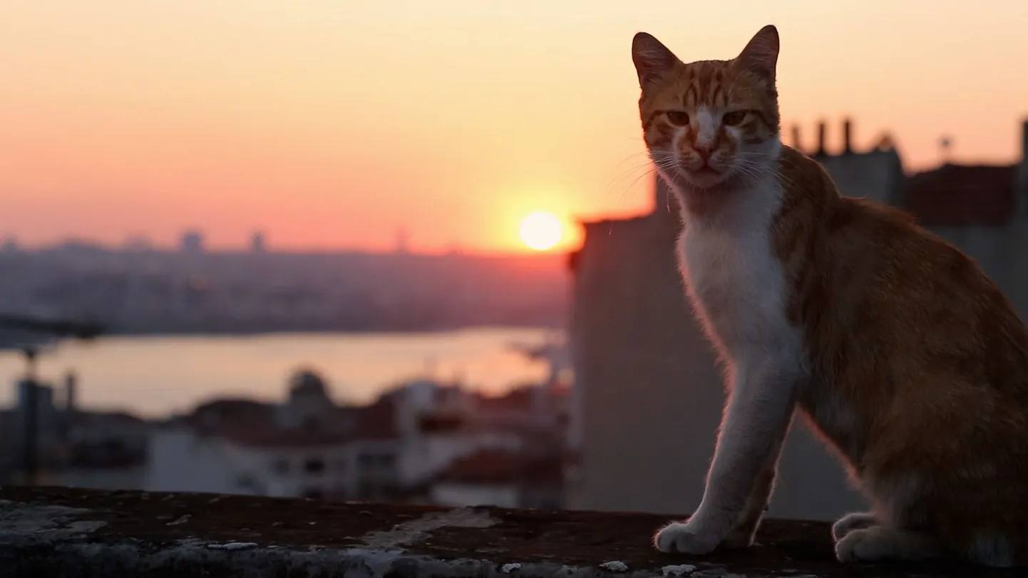 Artikli foto