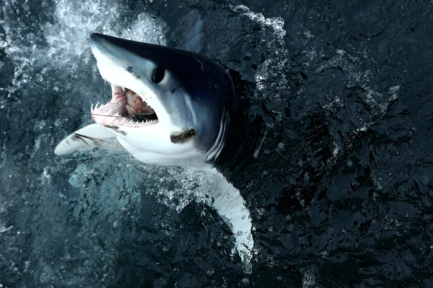 Īsspuru mako haizivs (isurus oxyrinchus)