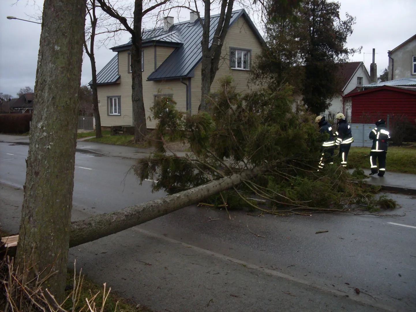 Päästjad tükeldasid eile Viljandis Leola tänavale kukkunud puu.