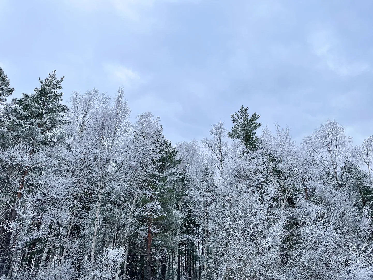 Eesti mets
