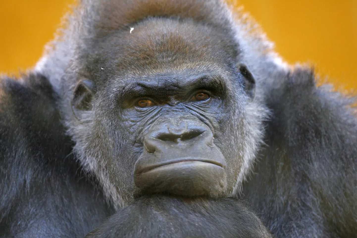 Gorilla. Pildil olev loom pole juhtumiga seotud
