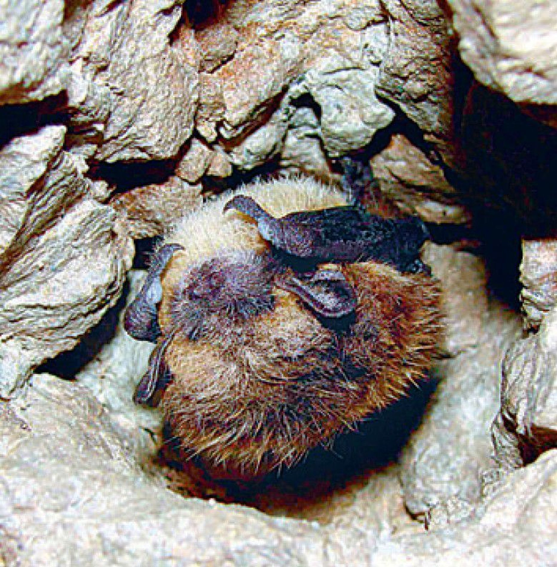 Põhja-nahkhiir talvitumas koopa laes. Karvad on kattunud jäätunud veepiiskadega, sest talvituskoht on koopaava lähedal.